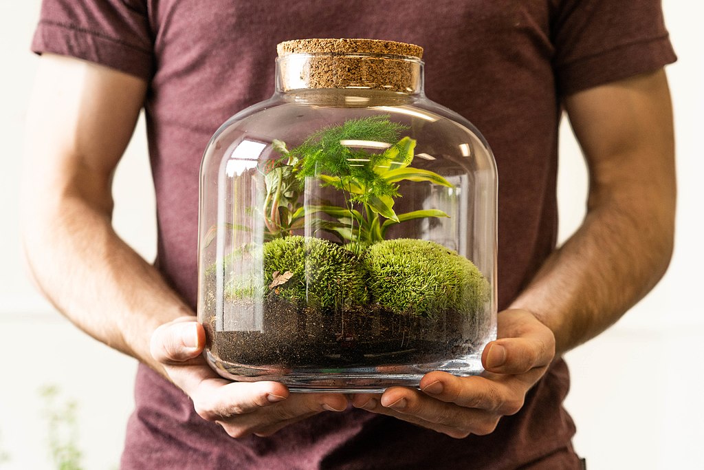 He Put a Plant in A Bottle and Hasn’t Watered it in 50 Years – It Still Lives
