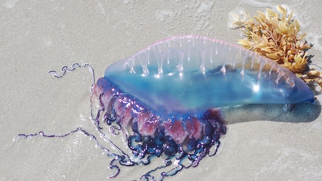 Bladderfish Sighting Shuts Down Beaches in Catalan Holiday Paradise