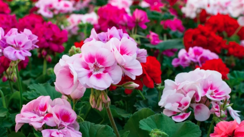 The Best Time to Water Your Outdoor Plants on Hot Days