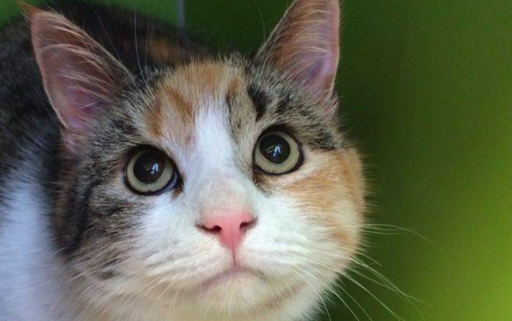 Cats Can Show Signs of Grief — Even When a Dog Passes Away