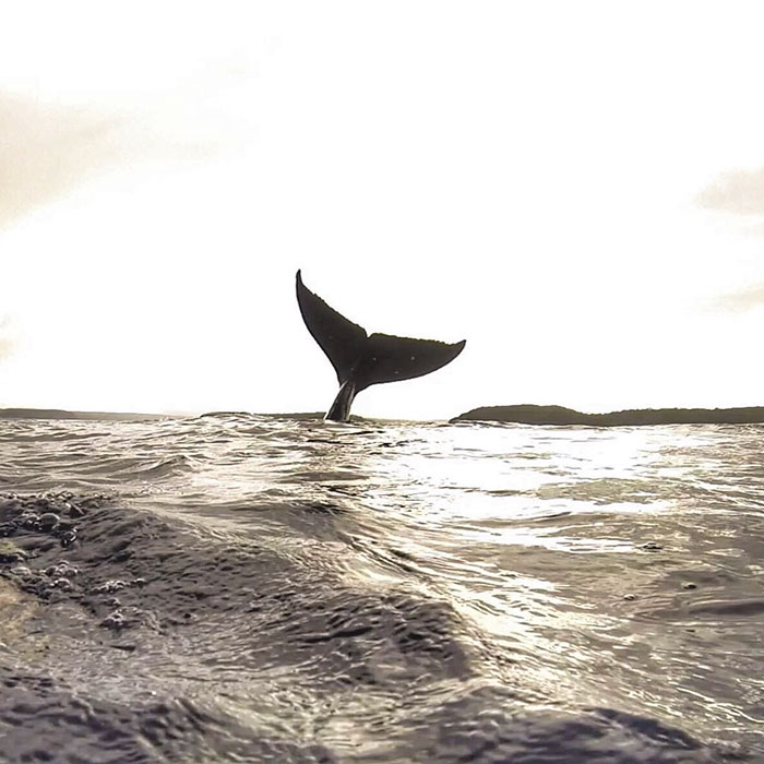 Whale Songs and Human Speech Follow the Same Patterns, Study Finds