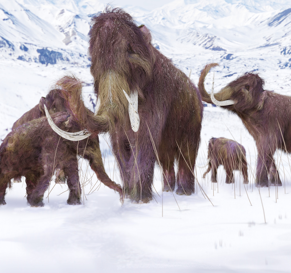 Biotech Company Aims to Bring Back the Woolly Mammoth by 2028