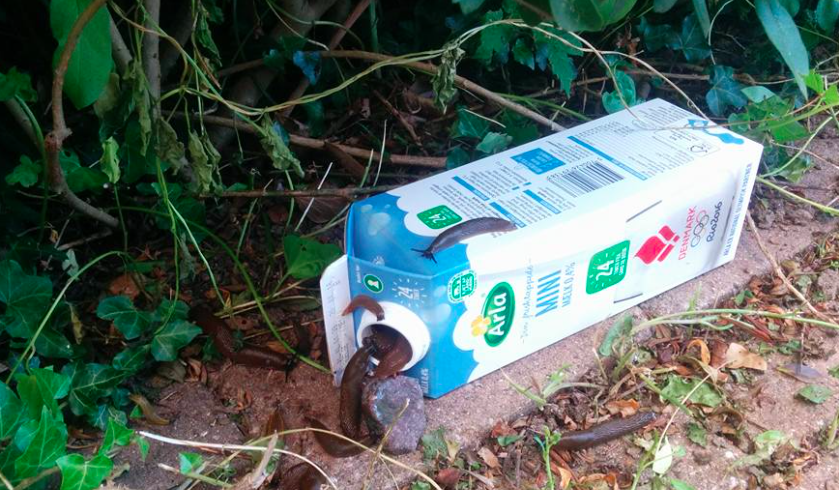 Michael’s homemade slug traps cost less than 20 cent to make – exterminates the killers in no time