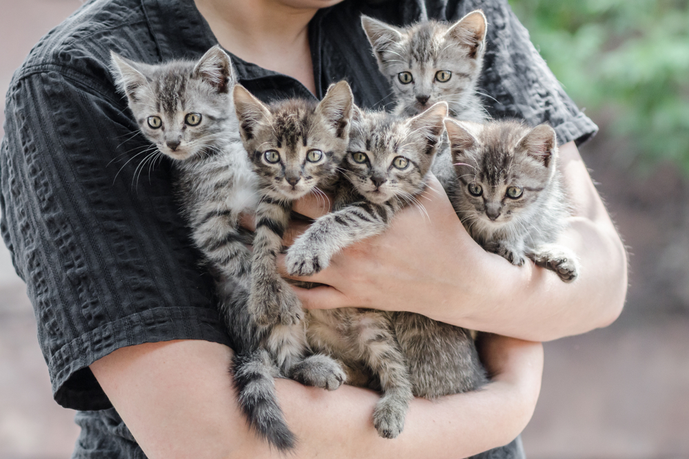 Consider Adopting a Cat: 11 Benefits of an Adult Cat Over a Kitten