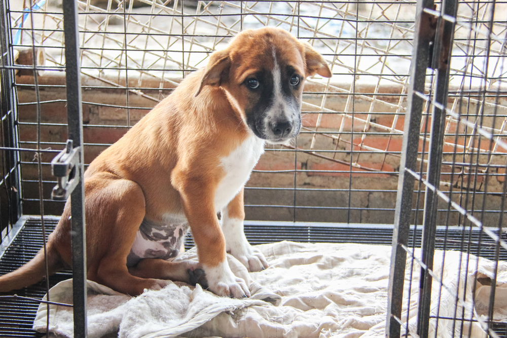 Make a Difference in a Dog’s Life: 12 Reasons to Adopt a Mixed-Breed