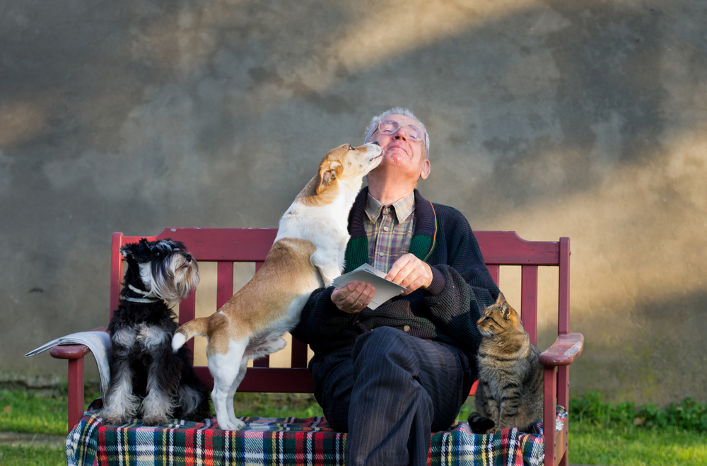 A New Dog in Later Years: Here Are the 11 Best Dogs for Seniors