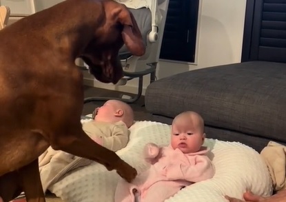 Viral sensation: Dog’s reaction to meeting twins for the first time warms hearts everywhere