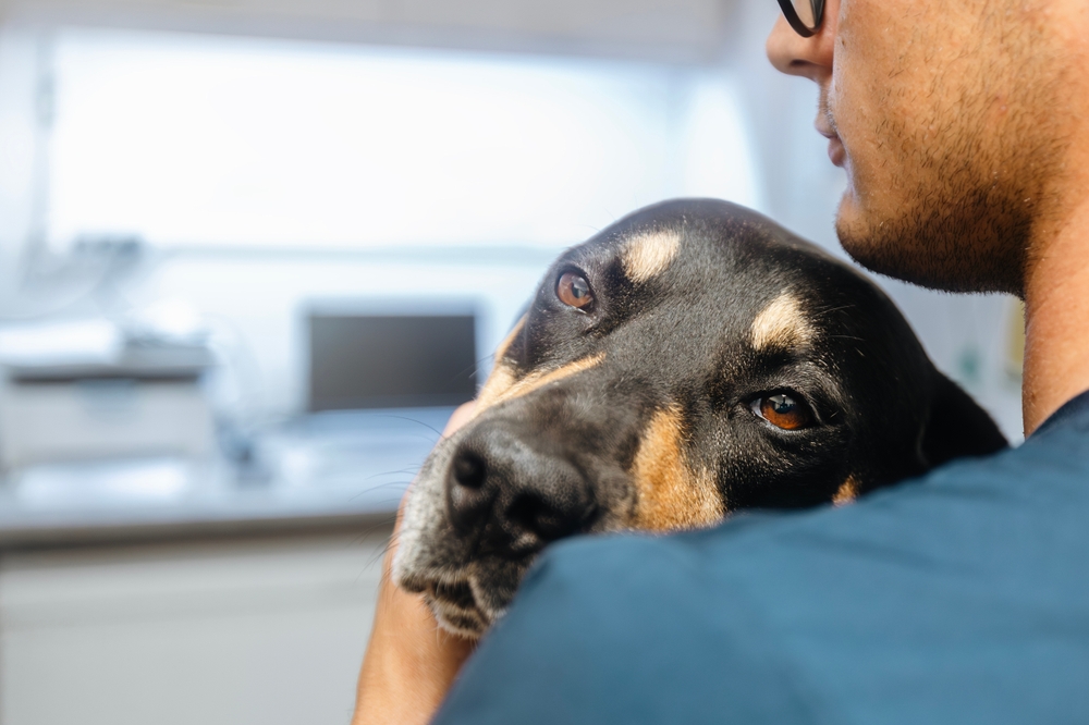 Does your dog show early signs of Alzheimer’s? Here are the symptoms—and some advice on treatment.