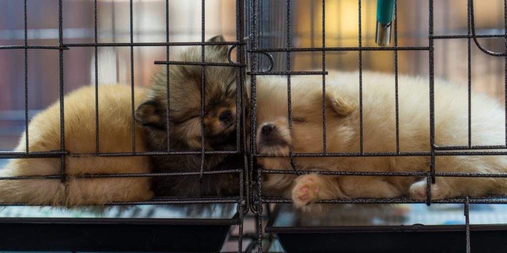 Hundreds of Animals Die in Fire at Bangkok Market