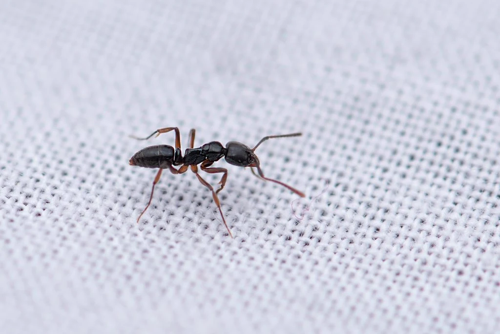 Say Goodbye to the Ants in Your Home