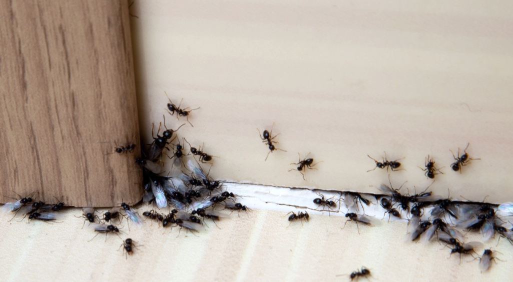 How to Get Rid of Ants Using Common Household Staples