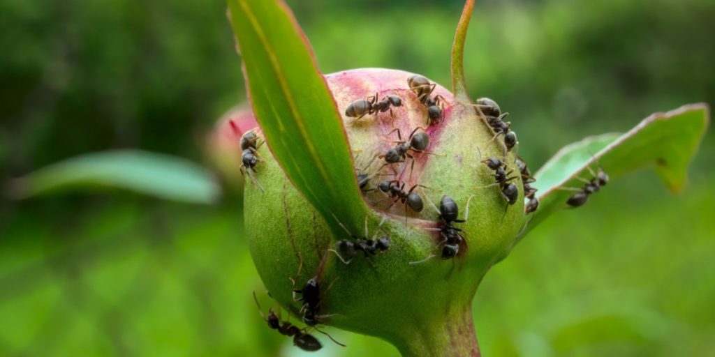 Ants in Your Garden? Here’s the Right Way to Handle Them