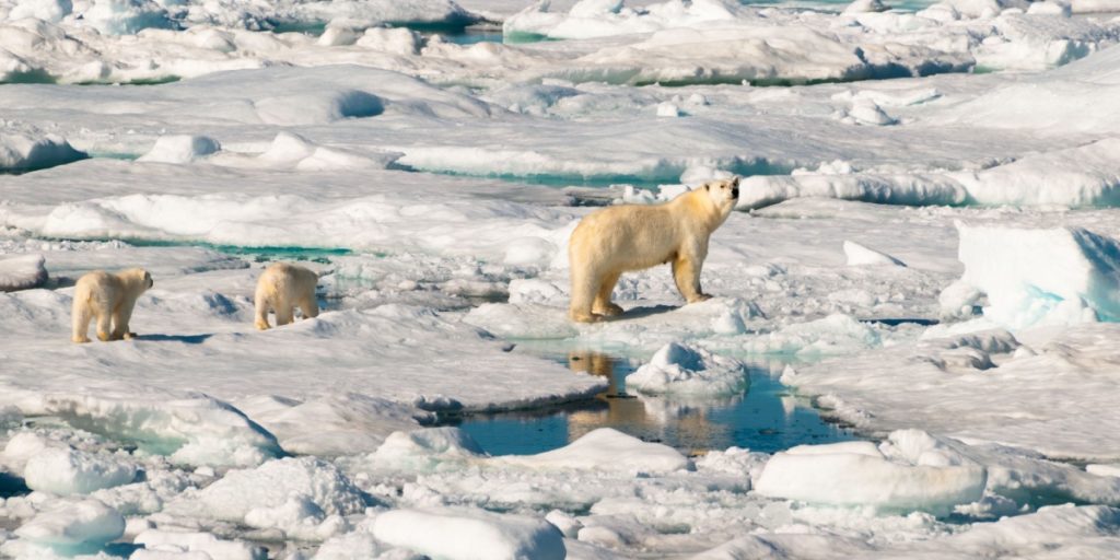 Arctic Meltdown Could Spark Future Pandemic, Warns Researcher