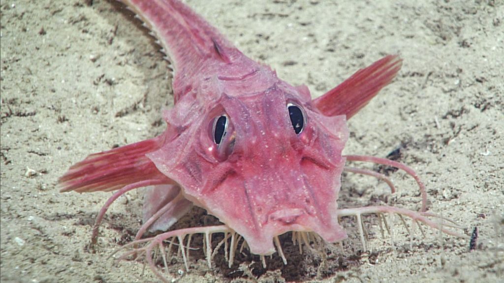 These Fish Use Their Legs to Taste the Seafloor, Study Finds