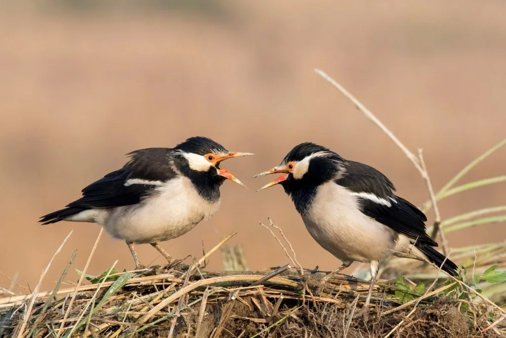 Do Birds Have a Sense of Smell?