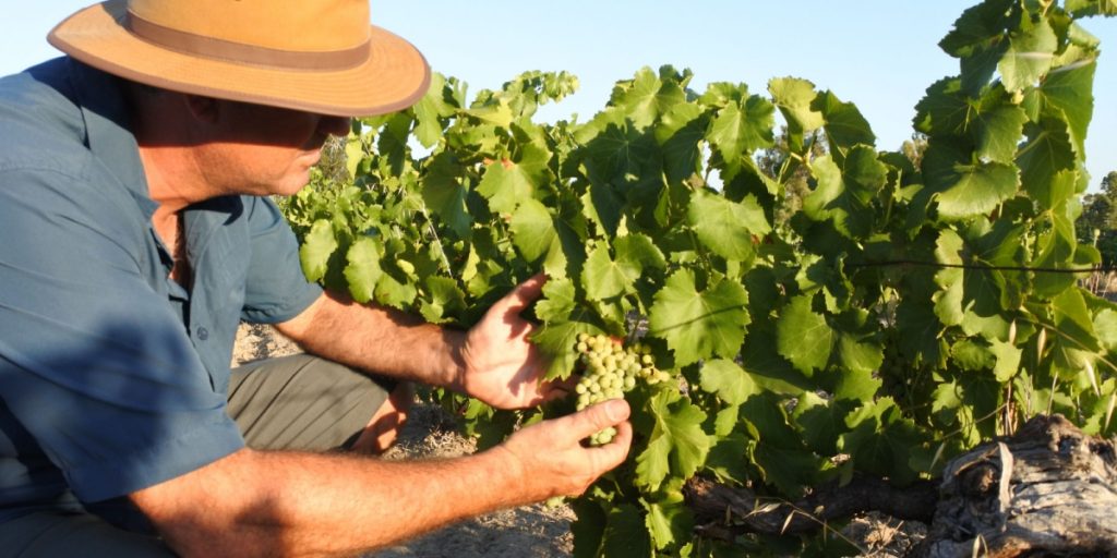 Australia Forms Task Force to Revive Wine Industry