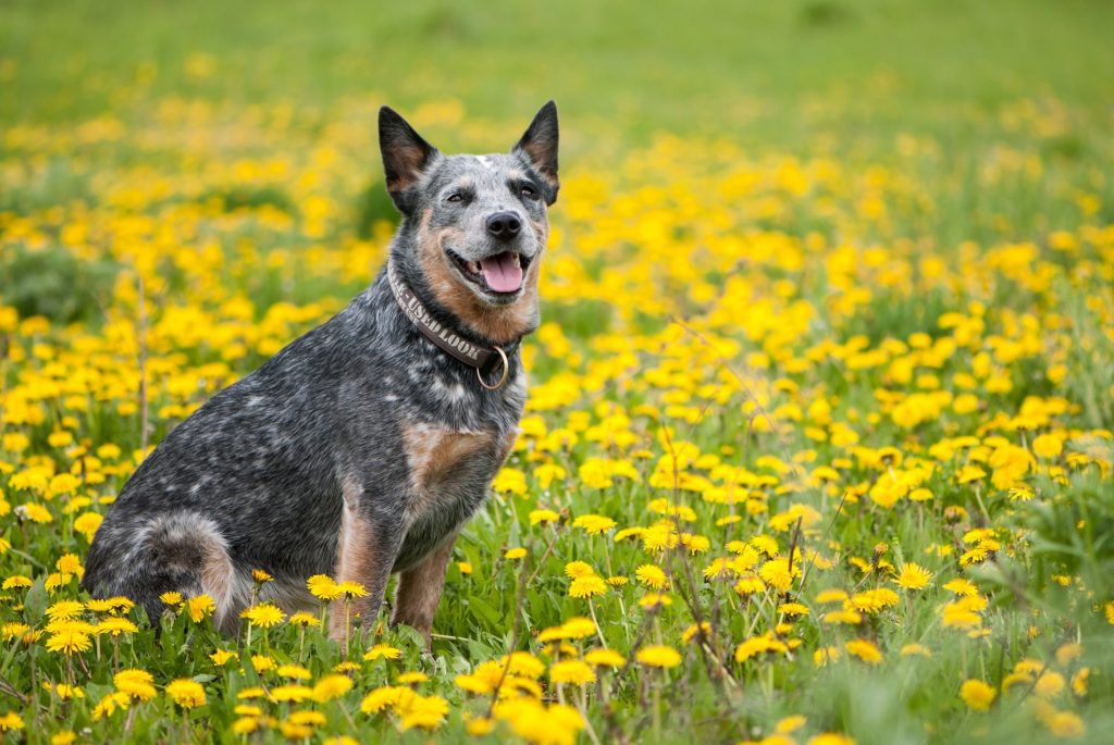 Do Dogs Have a Favorite Color? Science Says Yes