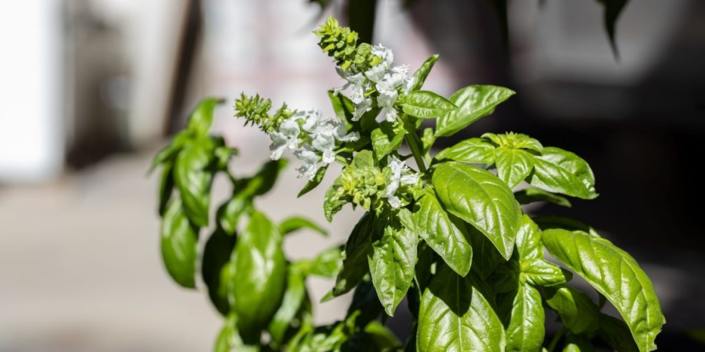 Can You Still Eat Flowering Basil?