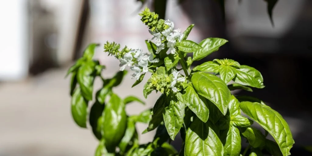 Can You Still Eat Flowering Basil?