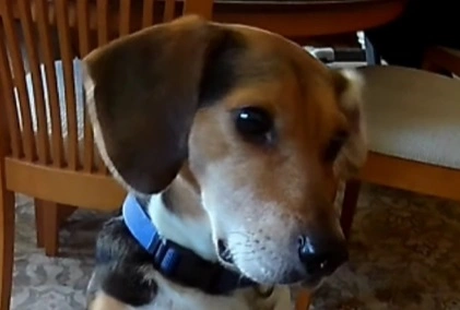 Cutest video of the day: Buddy Mercury, the Musical Canine Sensation