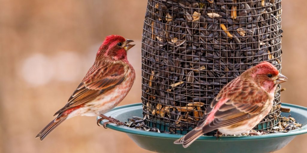 How to Keep Big Birds Away from Your Bird Feeder