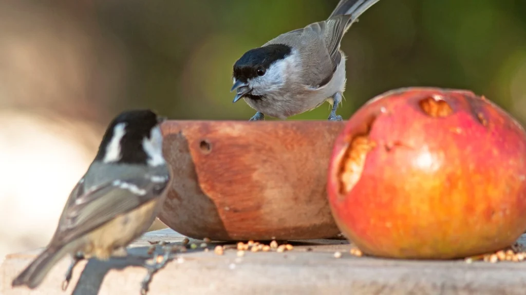 How to Turn Your Winter Garden into a Bird Sanctuary