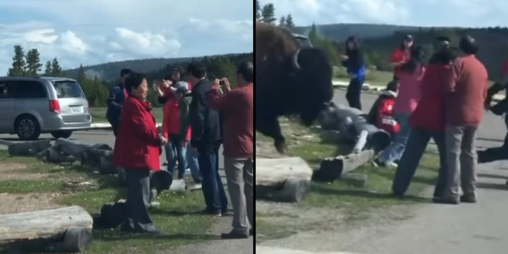 Careless tourists disturb giant bison: They are about to learn a very valueable lesson