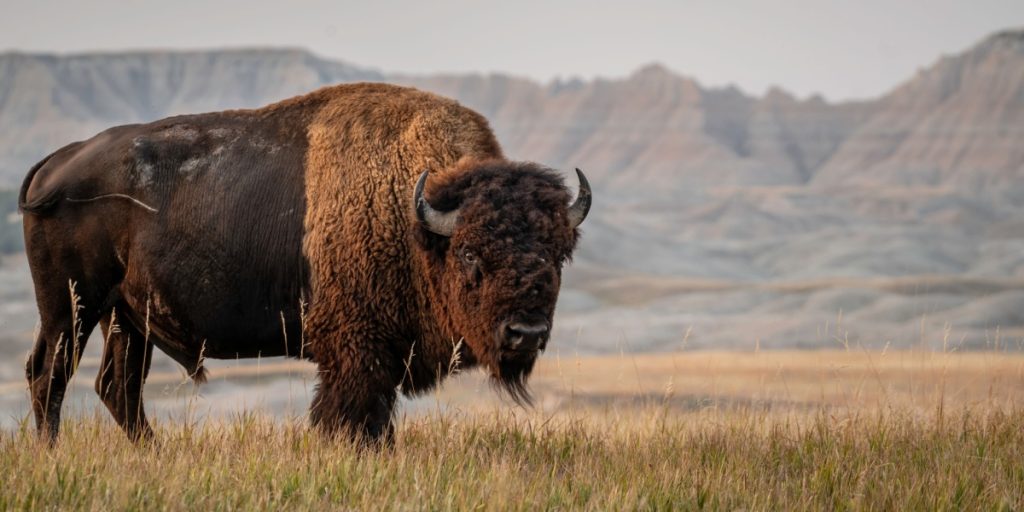 Bison Impales 83-Year-Old at Yellowstone National Park