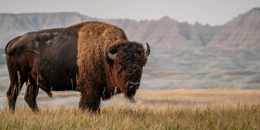 Bison Impales 83-Year-Old at Yellowstone National Park
