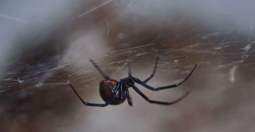 These 15 Creatures Are Among America’s Most Dangerous Animals