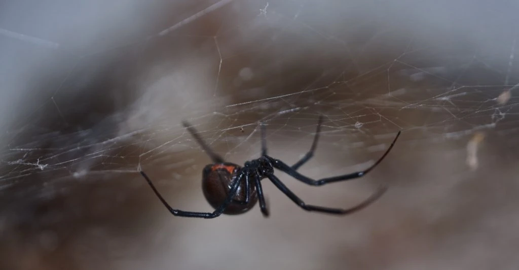 These 15 Creatures Are Among America’s Most Dangerous Animals