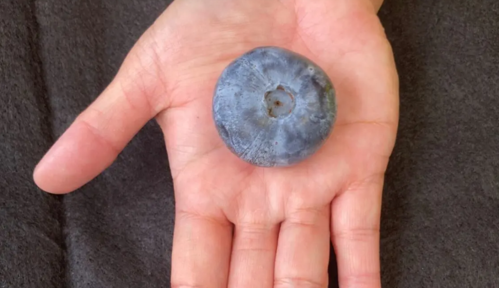 The Size of a Golf Ball: World’s Heaviest Blueberry Found in Australia