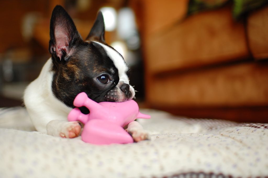 Pets Are Part of the Climate Problem: Ways to Reduce Their Carbon Pawprint