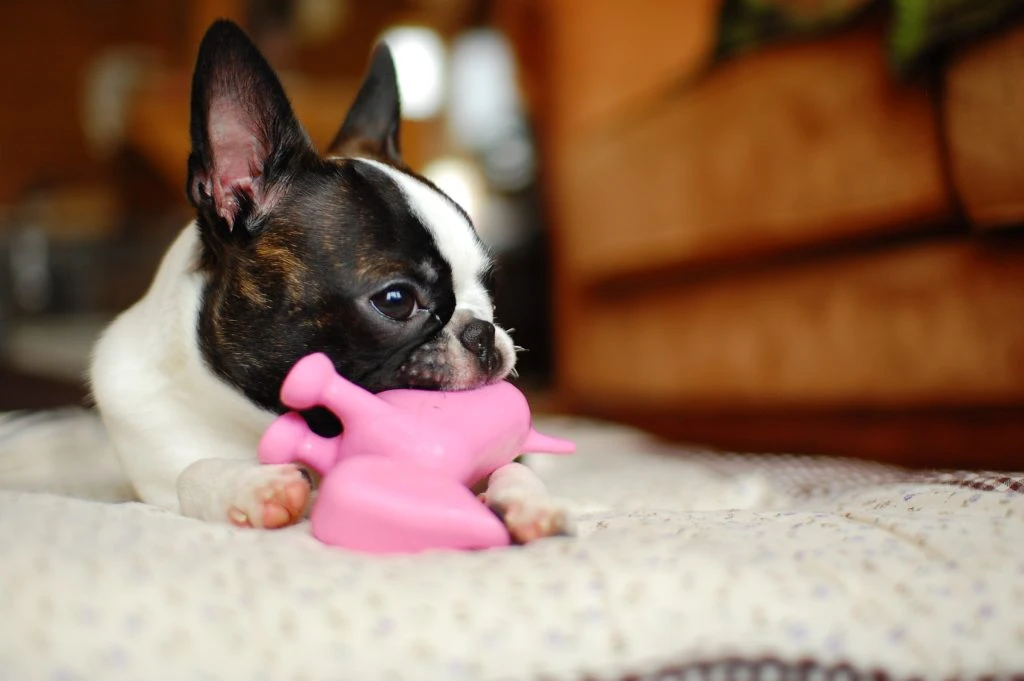 Pets Are Part of the Climate Problem: Ways to Reduce Their Carbon Pawprint