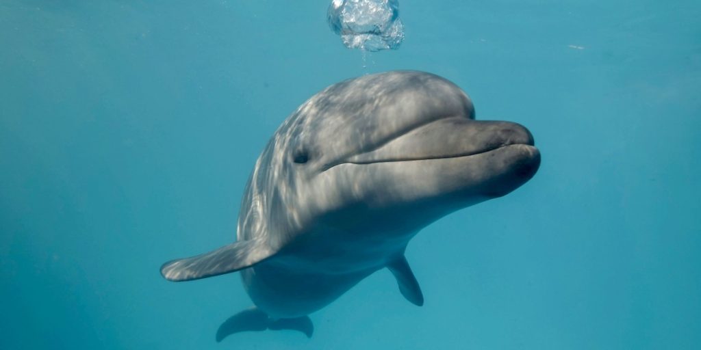 The Bullies of the Sea: Dolphins Beat Up Baby Manatees
