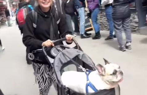 This dog is broken: You have never heard a dog bark like this