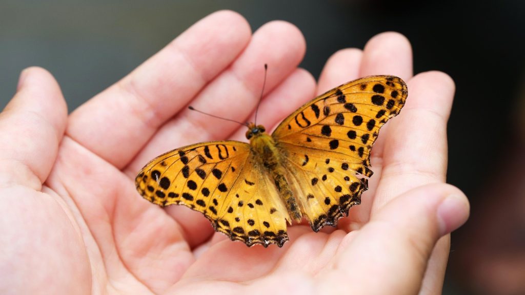 Teen Dies After Injecting Crushed Butterfly in Viral Challenge