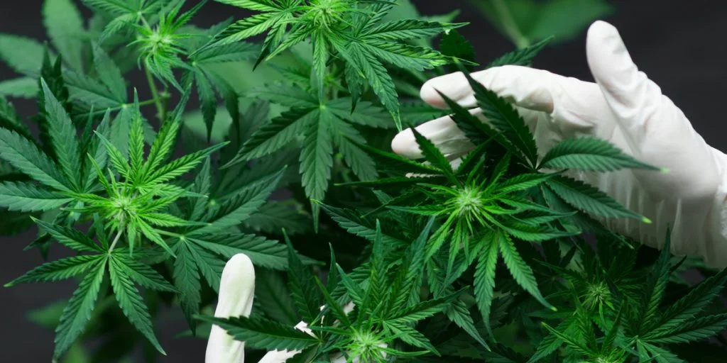 US: Increase In Cannabis Use Is Not Among the Demography You Think