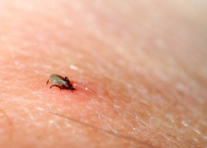 Plant These in Your Garden to Keep Ticks Away