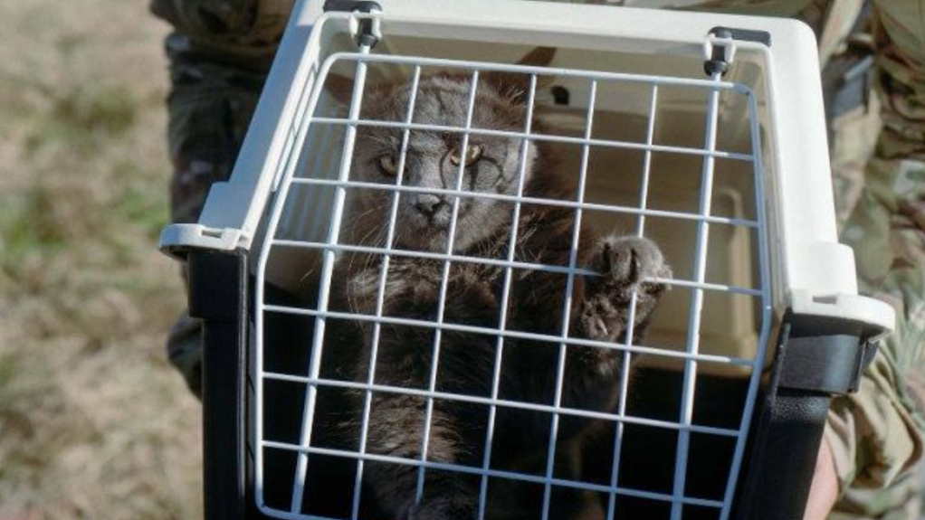 Ukrainian Intelligence Rescues 15 Cats from Snake Island