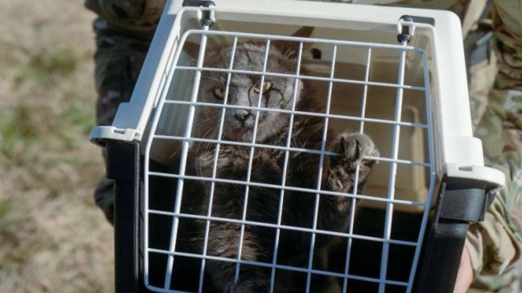 Ukrainian Intelligence Rescues 15 Cats from Snake Island
