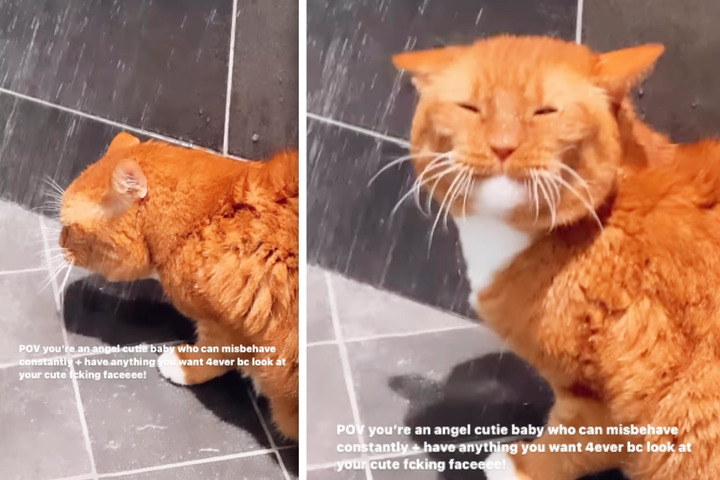 Adorable cat can’t resist joining owner in the shower: The internet is in love