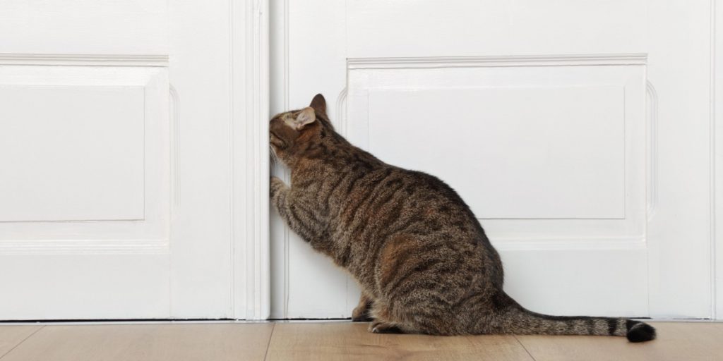 Why Your Cat Hates Closed Doors – Explained by Experts