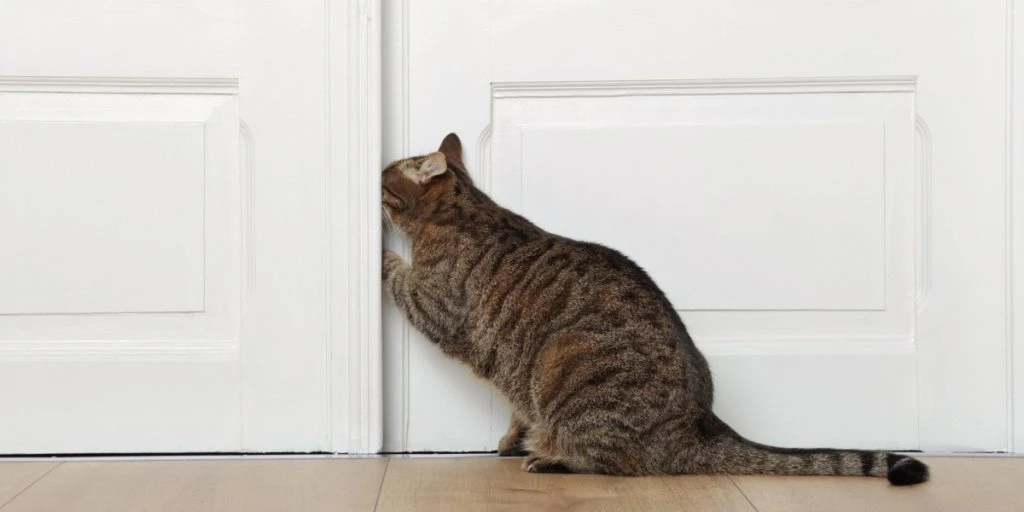 Why Your Cat Hates Closed Doors – Explained by Experts
