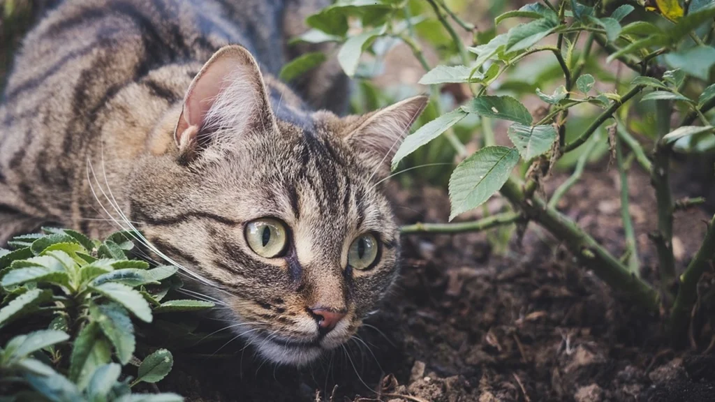 Tired of Cats in Your Garden? Here’s How to Keep Them Away — For Good