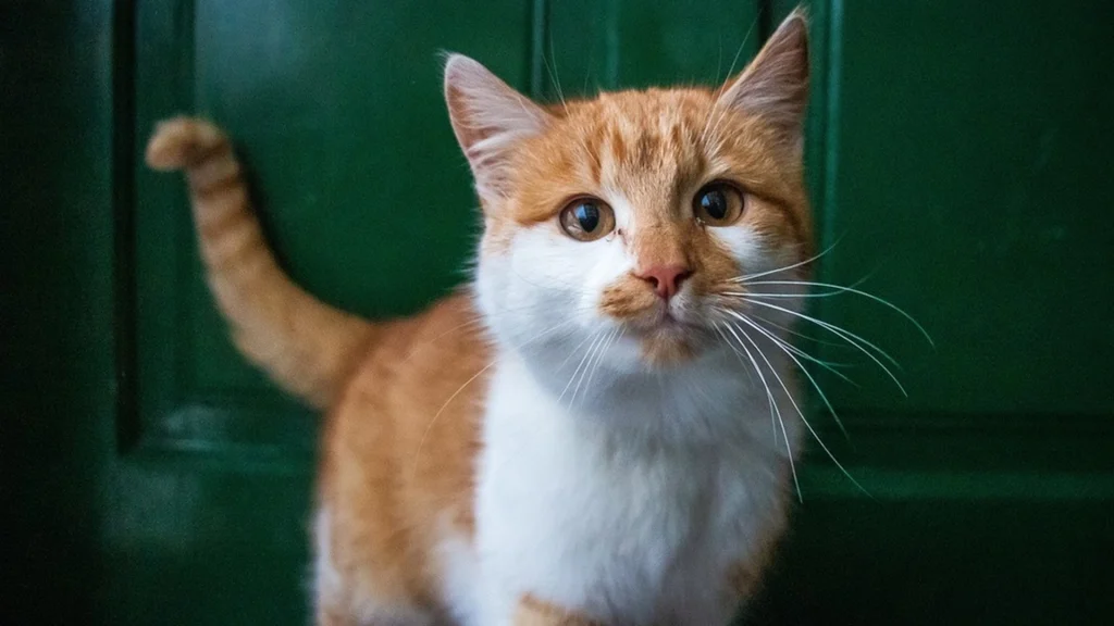 This Colourful Spring Flower Is Poisonous to Your Cat: What Every Pet Owner Should Know