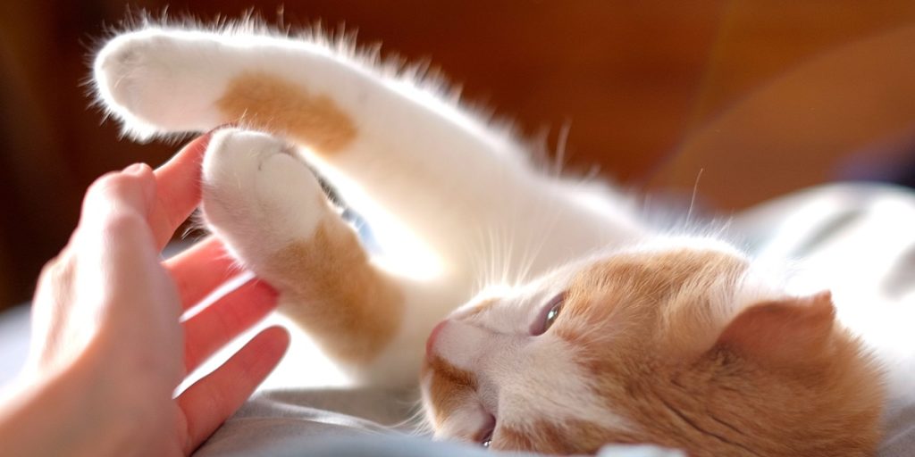 This Is Why Cats Suddenly Bite When Petted