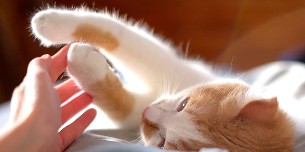This Is Why Cats Suddenly Bite When Petted