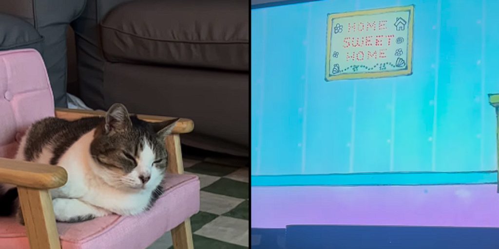Cat’s human-like reaction to TV being turned off captivates the internet