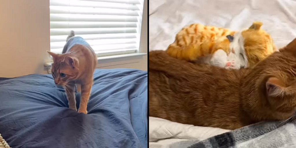 Watch: Cat’s heartwarming reaction to toy kitten prank melts hearts online